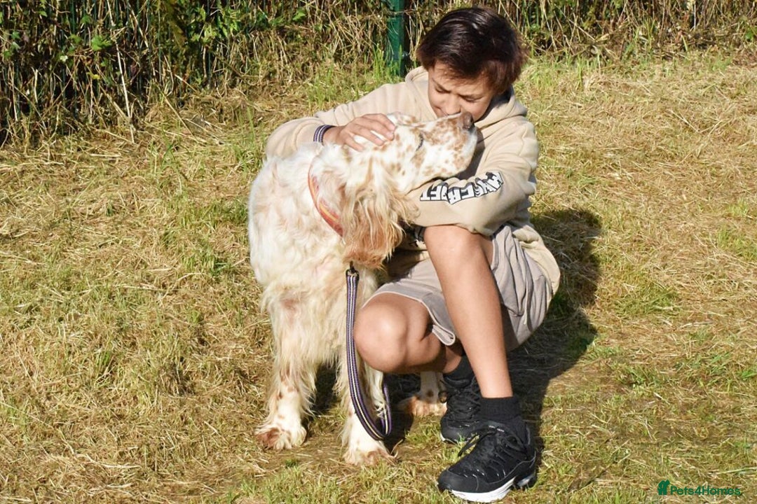 English Setter dogs for adoption: Curro in Preston - Image 9