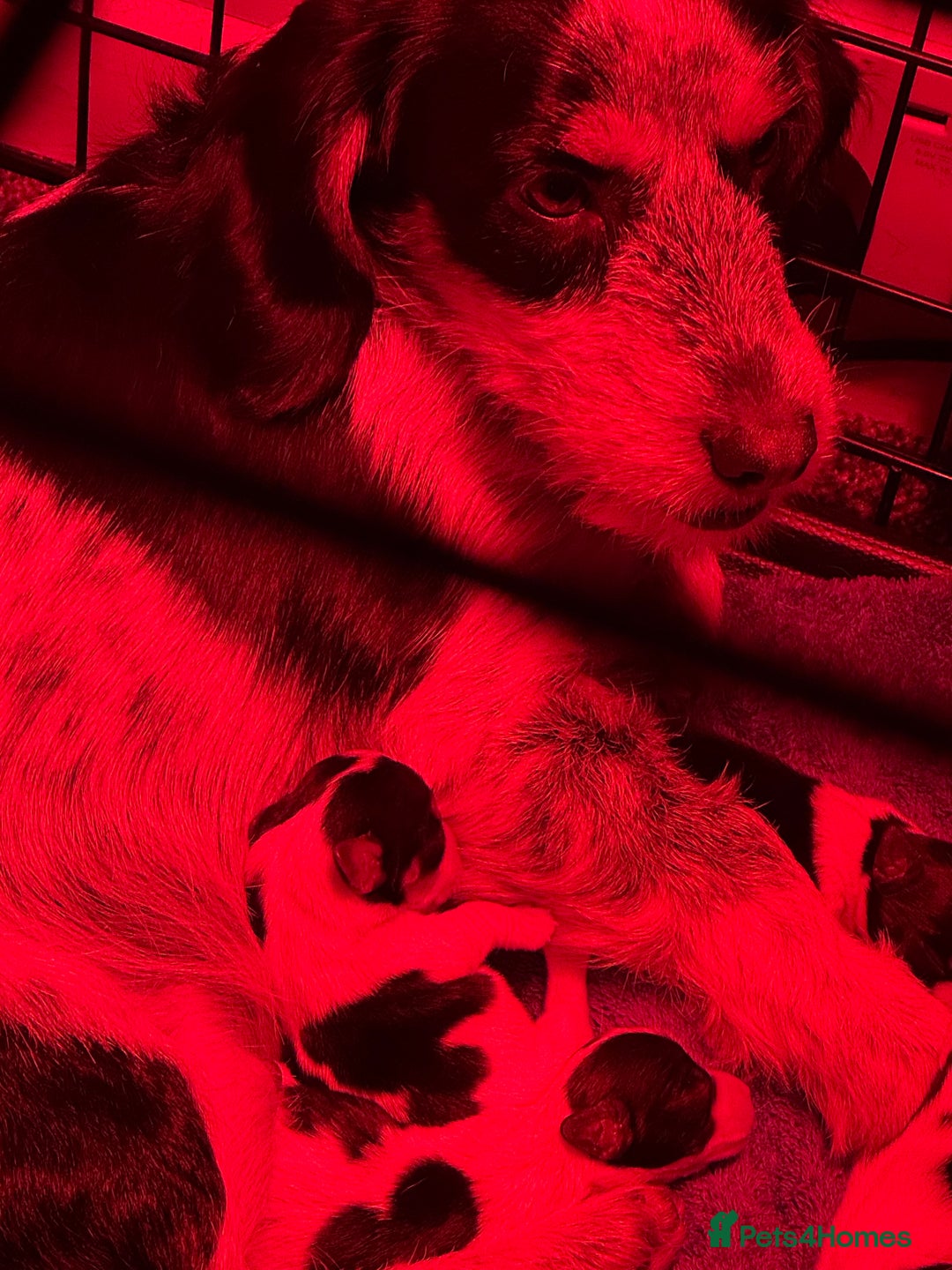 Mixed Breed dogs for sale: cavalier king charles X jack russell puppies  - Advert 1