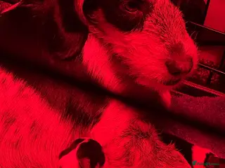 Mixed Breed dogs cavalier king charles X jack russell puppies - Advert 12