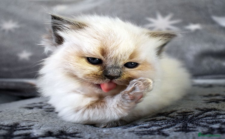 Ragdoll cats Stunning Adult Ragdoll and Kittens available!  - Advert 11