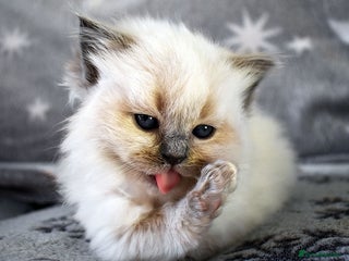 Ragdoll cats Stunning Adult Ragdoll and Kittens available! - Advert 6