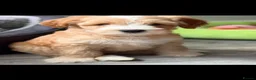 Labradoodle dogs for sale: Australian Labradoodles - Fully health tested - Advert 9