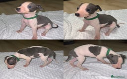 Whippet dogs for sale: ⭐️ LAST beautiful - KC Whippet pup. ⭐️ - Image 9
