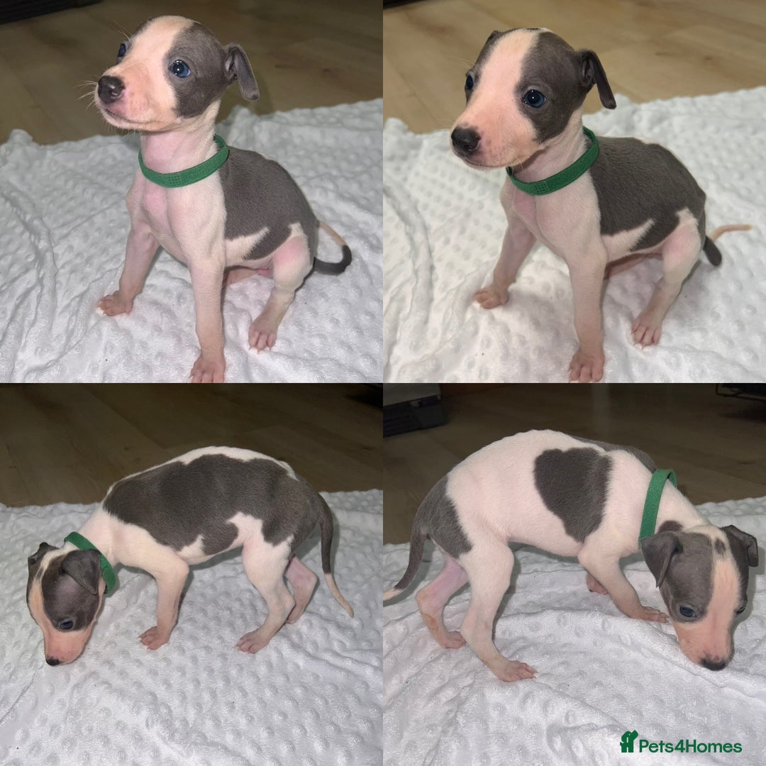 Whippet dogs for sale: ⭐️ LAST beautiful - KC Whippet pup. ⭐️ - Image 9