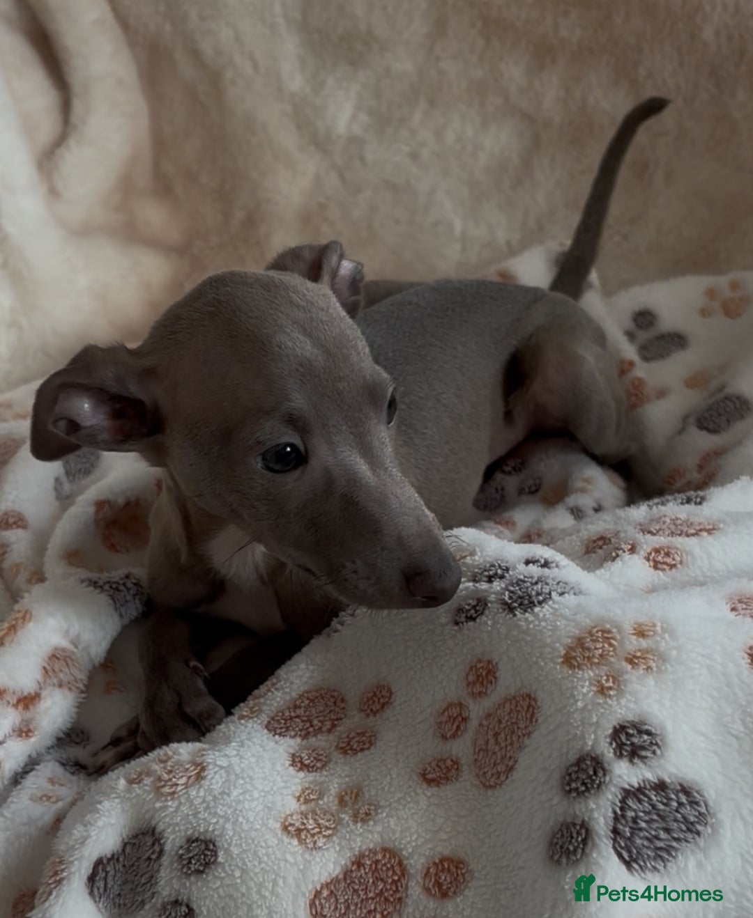 Italian Greyhound dogs for sale: 2 beautiful cream and blue boys - Advert 7