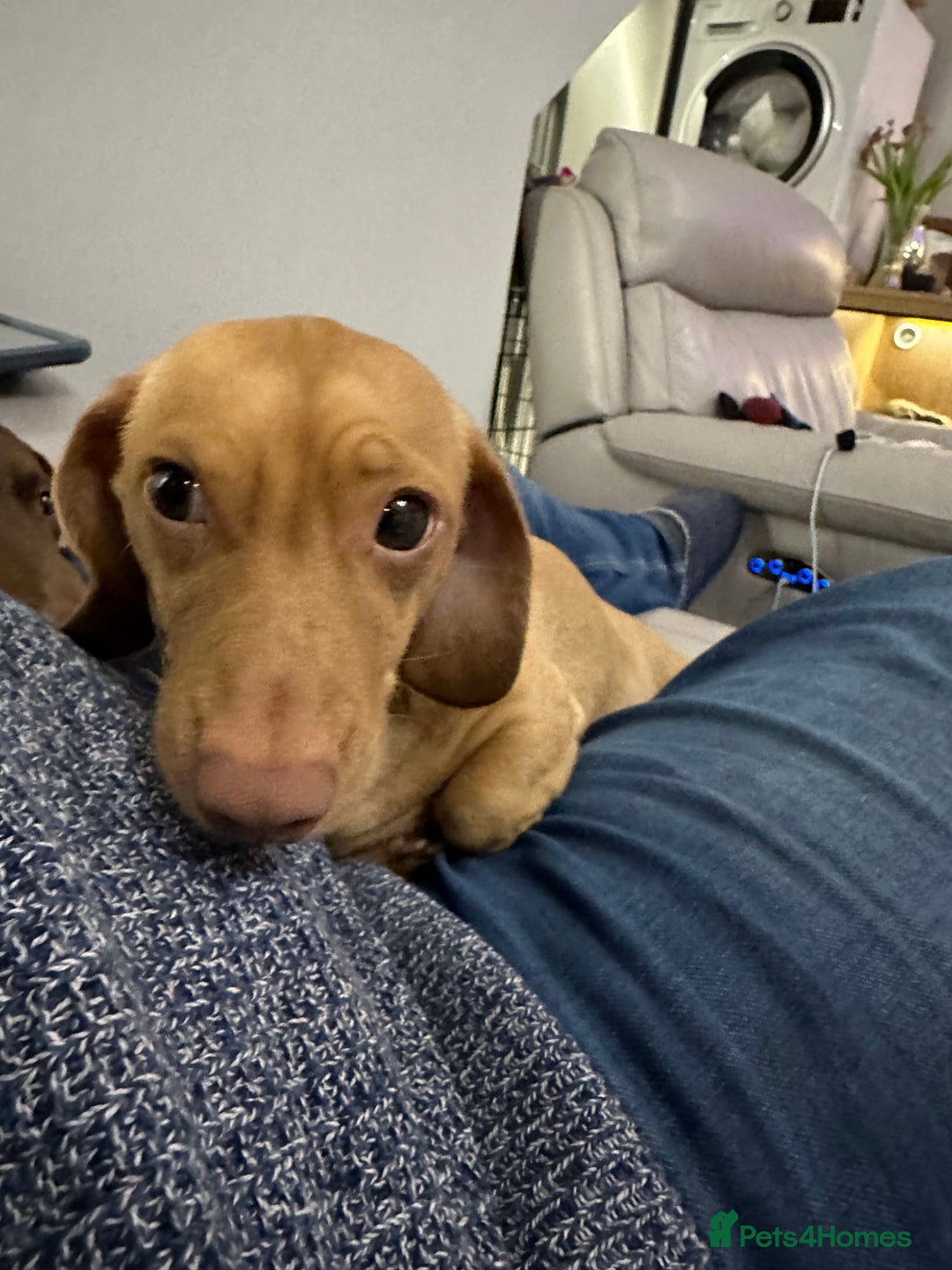 Miniature Dachshund dogs for stud: Cream Male for stud  in Waterlooville - Image 5