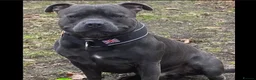 Staffordshire Bull Terrier dogs for sale: King Fury Puppies  in Liverpool - Advert 11