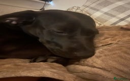 Mixed Breed dogs for sale: Beautiful 6 Month old Bulldach for sale  - Image 7