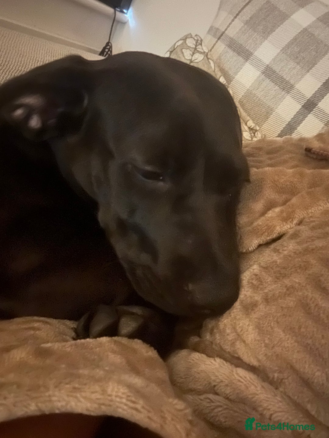 Mixed Breed dogs for sale: Beautiful 6 Month old Bulldach for sale  - Image 7