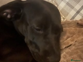 Mixed Breed dogs Beautiful 7 Month old Bulldach for sale - Advert 14