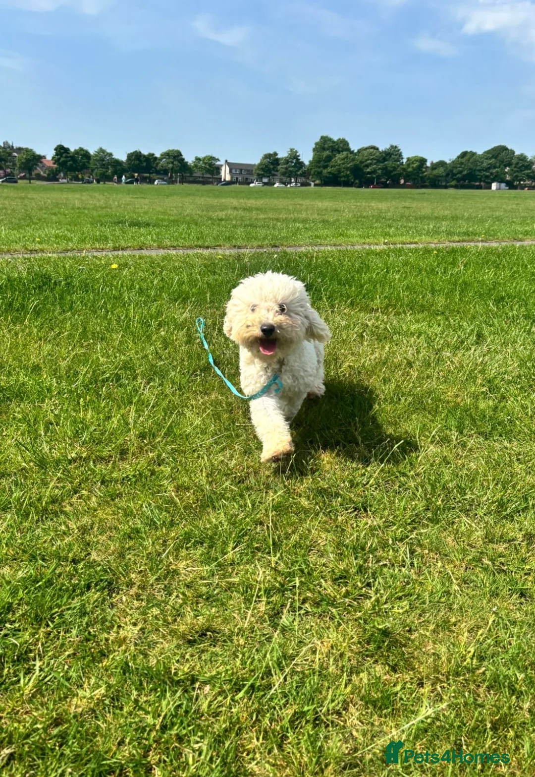 Poochon dogs for sale: Teddy 💙 - Advert 1