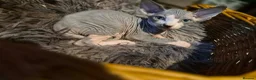 Sphynx cats for sale:  sphynx kitten  1 female available October 13th  - Advert 13