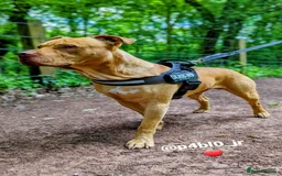 Mixed Breed dogs for sale: Loving Dog Looking for a Forever Home! - Advert 1