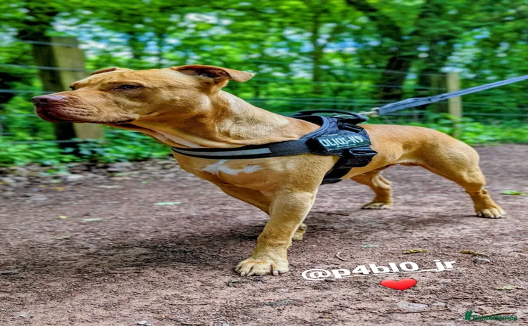 Mixed Breed dogs Loving Dog Looking for a Forever Home! - Advert 4