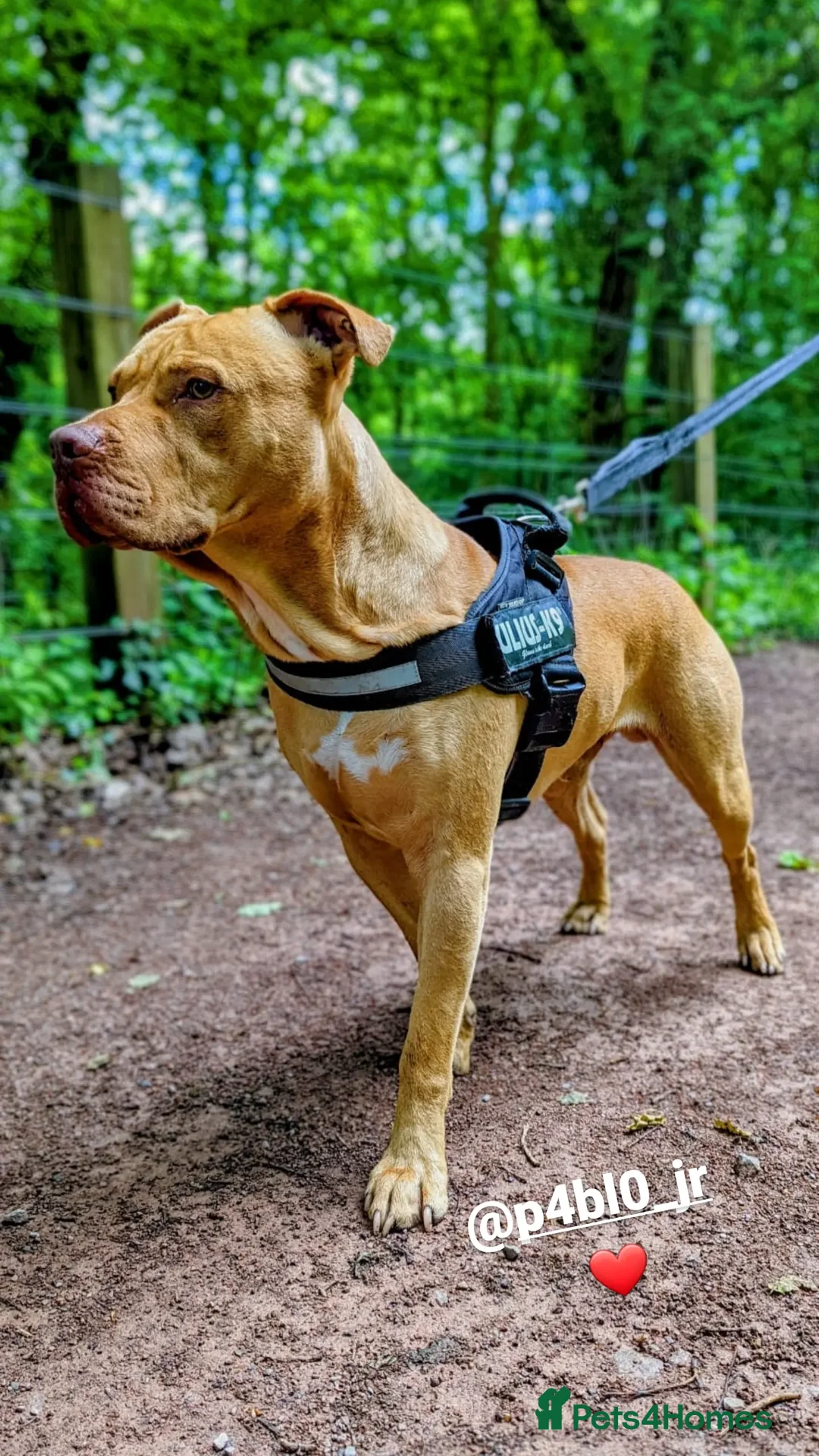 Mixed Breed dogs for sale: Loving Dog Looking for a Forever Home! - Advert 1