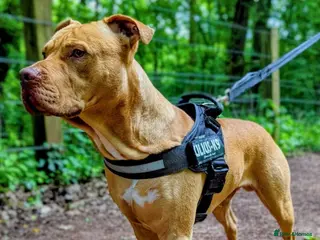 Mixed Breed dogs Loving Dog Looking for a Forever Home! - Advert 1