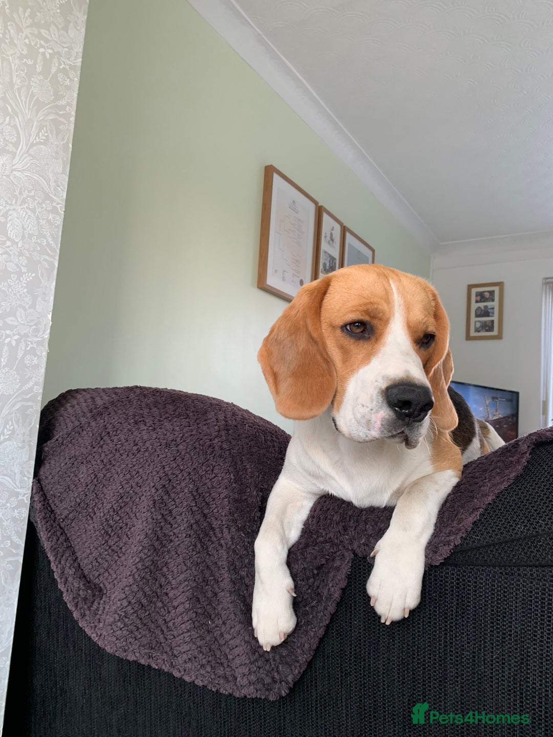 Beagle dogs for stud: Ragnar (KC STUD) in Liverpool - Image 9