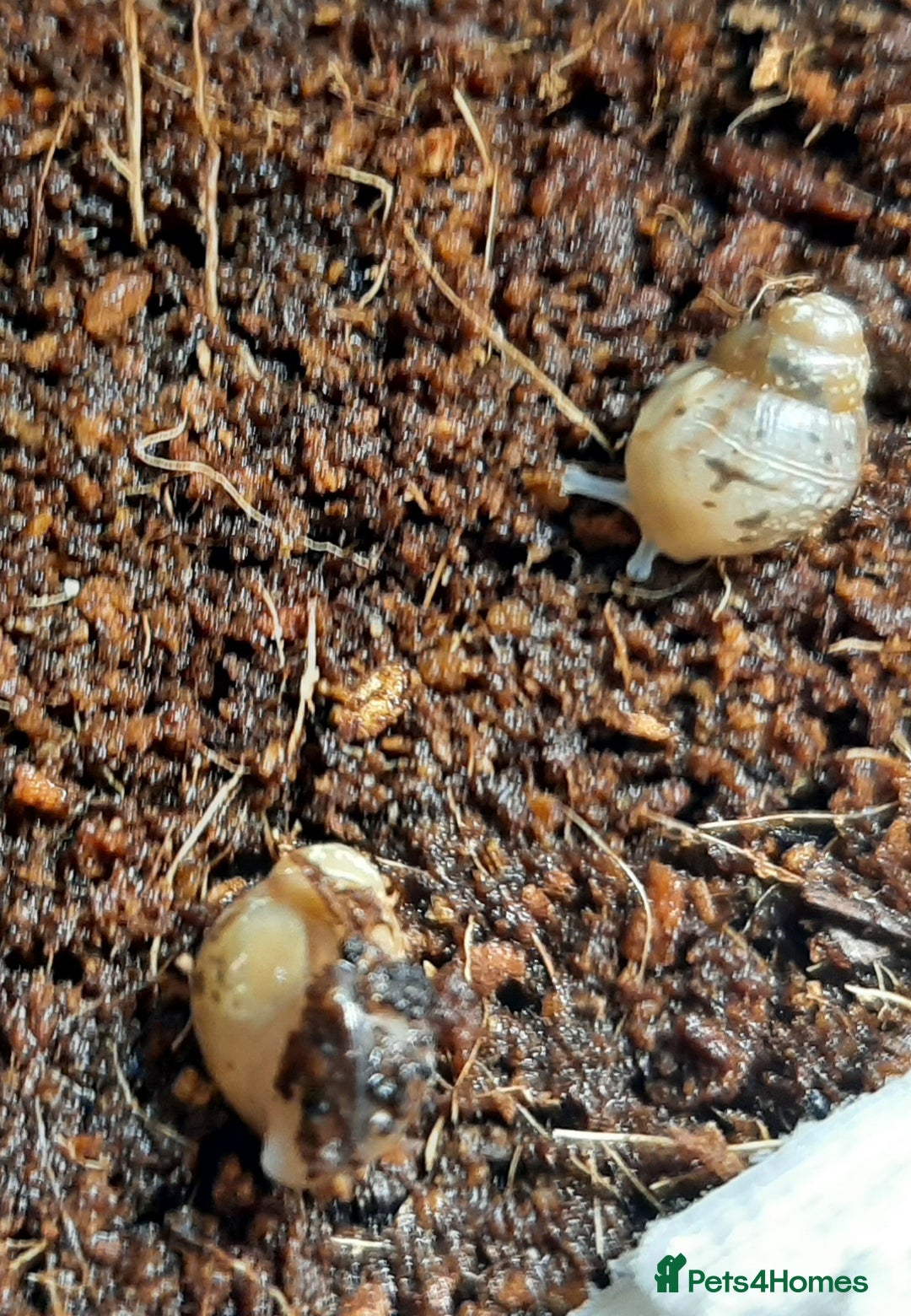 Snails invertebrates for sale: Giant African land snails (Achatina  fulica) - Image 6