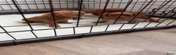 Cavapoo dogs for sale: Cavapoo puppies  - Advert 7