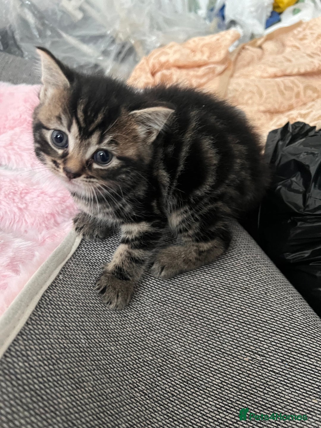 Mixed Breed cats for sale: Taby kitten available now or on  **   - Advert 1