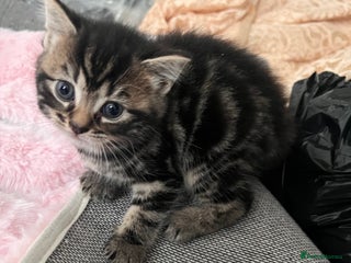Mixed Breed cats Taby kitten available now or on Christmas - Advert 6