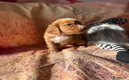 Cocker Spaniel dogs for sale: 🧡Fox Red WCS🧡 - Image 22