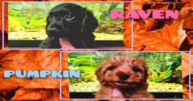 Cockapoo dogs 🐶🐾Tiny F2 cockapoo puppies🐶🐾 - Advert 5