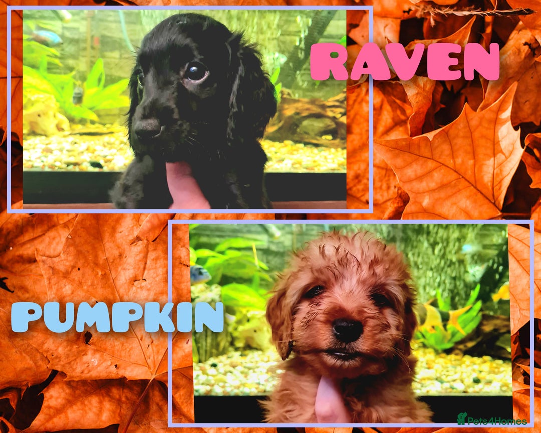 Cockapoo dogs for sale: READY TO LEAVE 4TH OF DECEMBER - Advert 7
