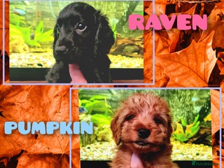 Cockapoo dogs 🐶🐾Tiny F2 cockapoo puppies🐶🐾 - Advert 7