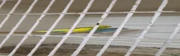 Budgerigars birds for sale: 3 Budgies & Lovebird Pair for Sale – 1 Year Old  in Burton-on-Trent - Advert 3