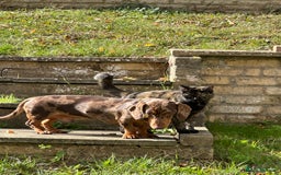 Dachshund dogs for sale: Dapple dachshund 9 months - Image 2