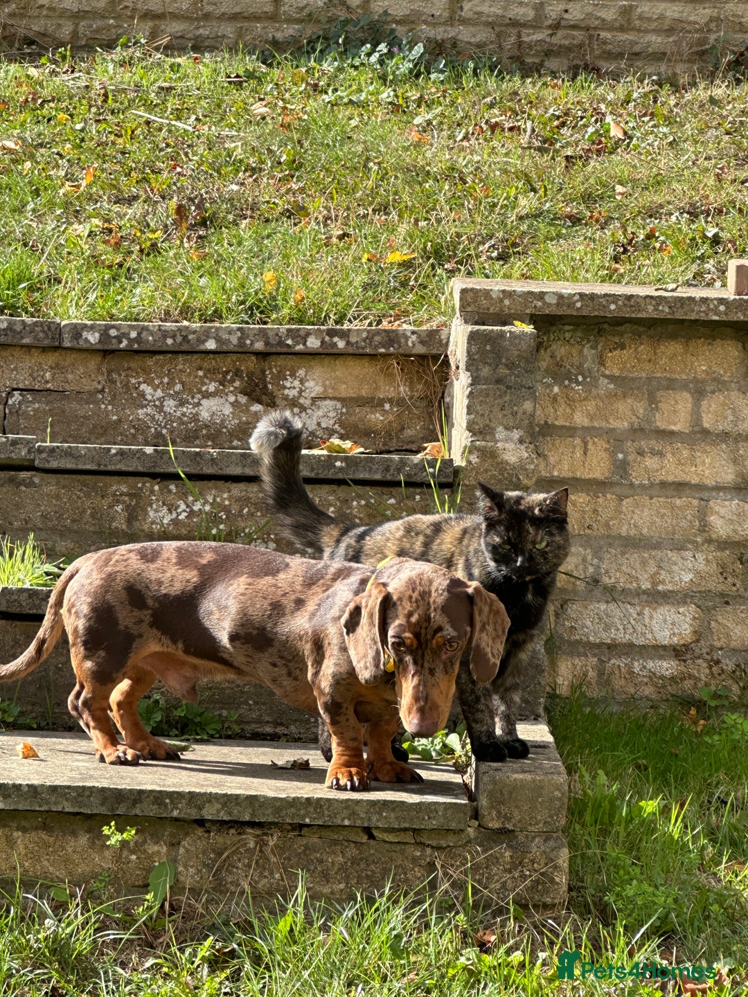 Dachshund dogs for sale: Dapple dachshund 9 months - Image 2