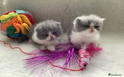Persian cats for sale: Pedigree Persian Kittens - Image 2