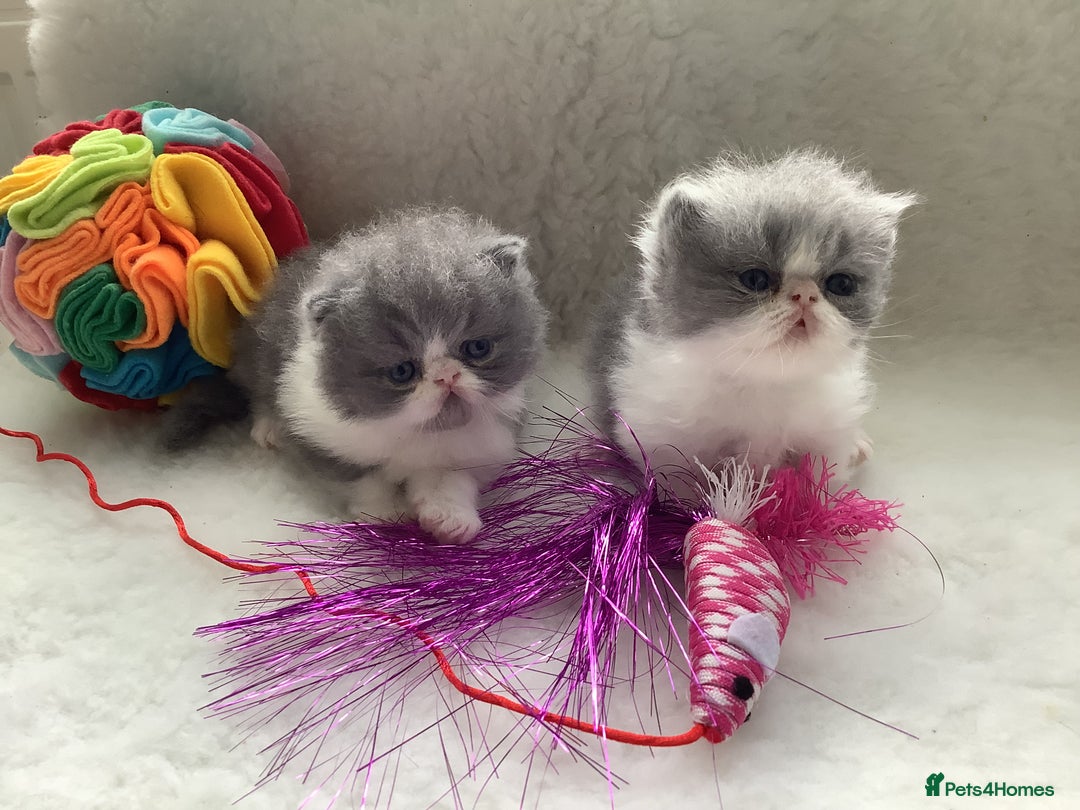 Persian cats for sale: Pedigree Persian Kittens - Image 2