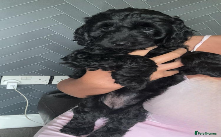 Cockapoo dogs - Advert 2