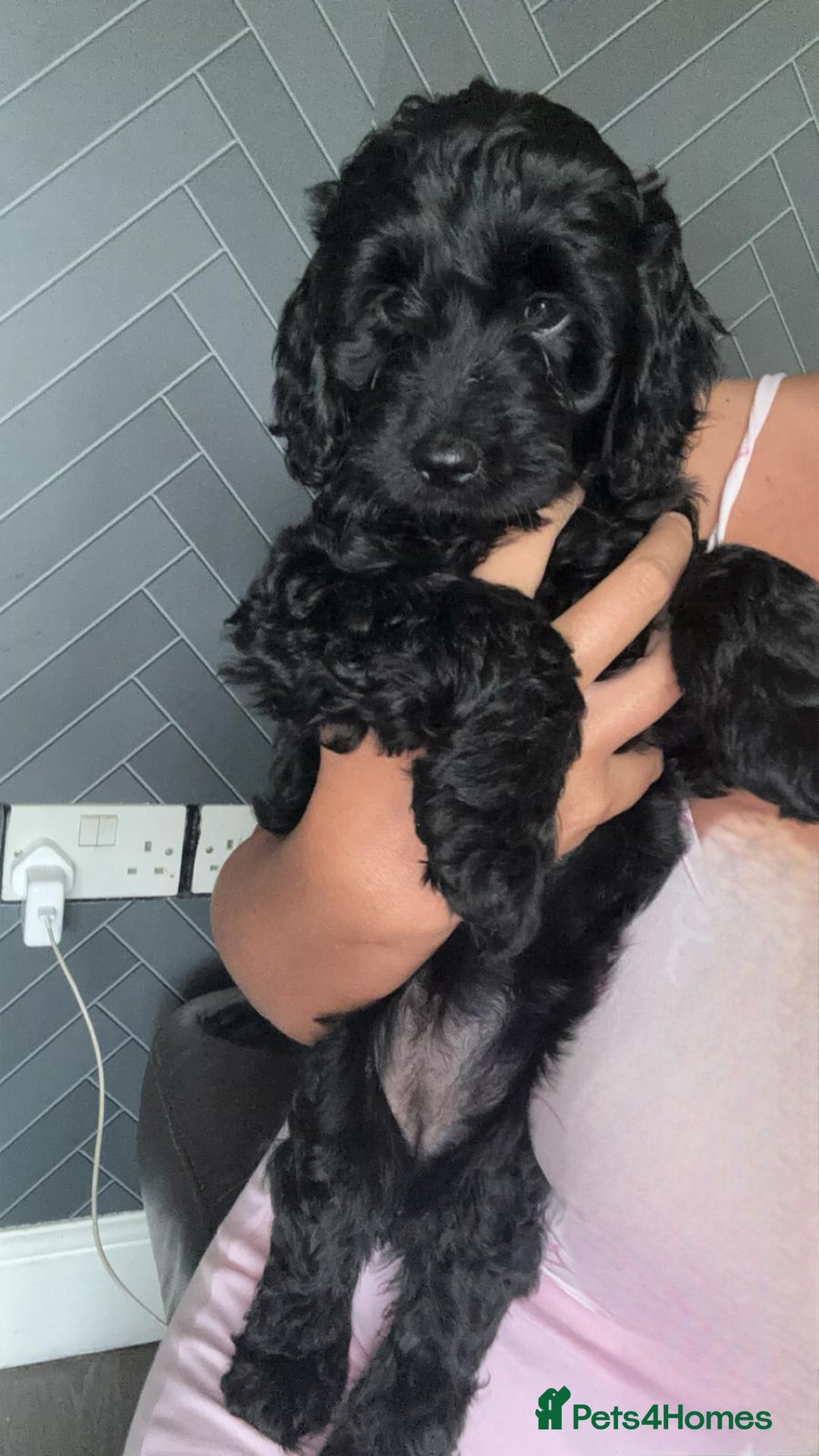 Cockapoo dogs for sale: Gorgeous cockapoo pups - Image 1