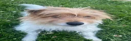 Mixed Breed dogs for sale: Jack Russell mixed  in Harrow - Advert 6