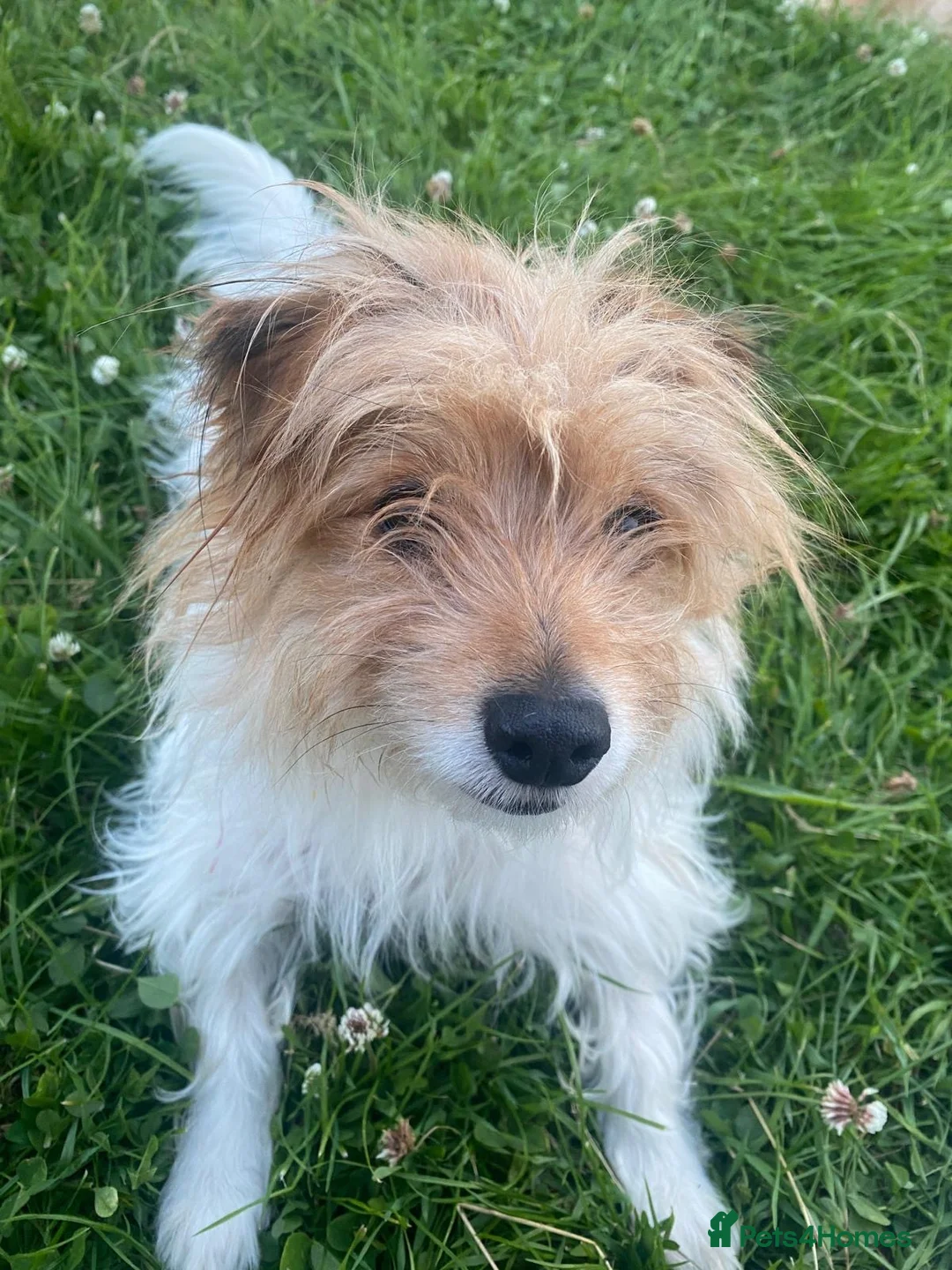 Mixed Breed dogs for sale: Jack Russell mixed  in Harrow - Advert 6