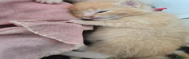 Mixed Breed 2