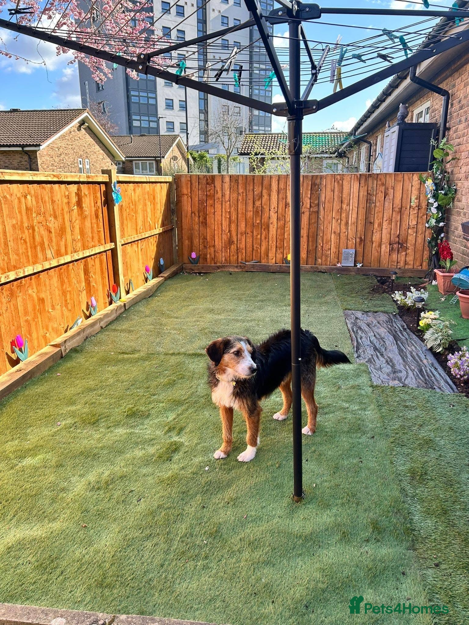 Mixed Breed dogs for sale: Ronnie & Reggie   - Advert 20