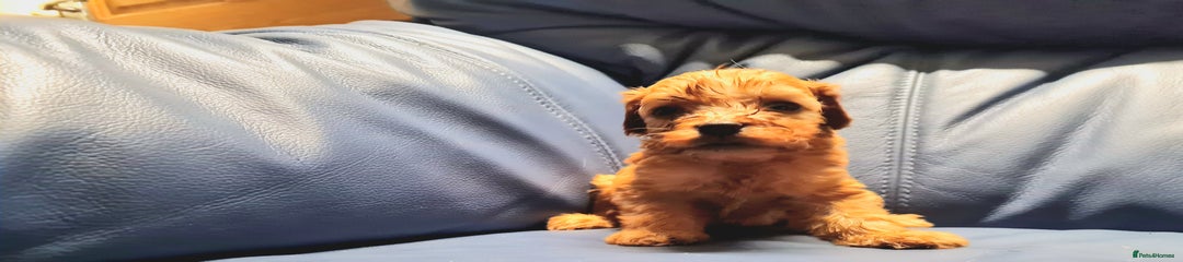 Cockapoo Puppy 1