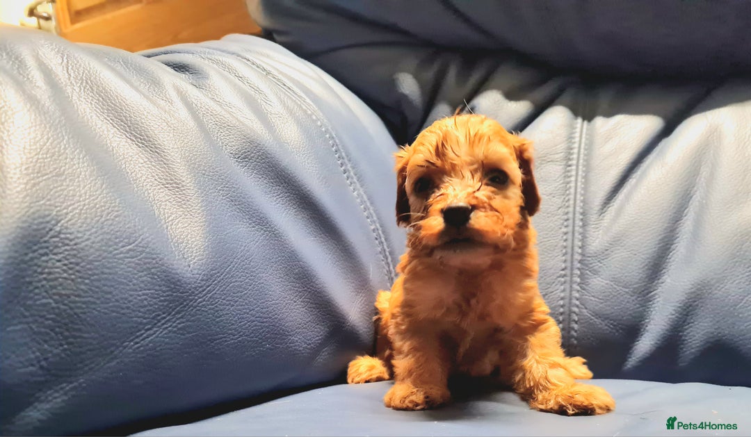 Cockapoo dogs for sale: 🐶🐾PLEASE READ THE FULL ADVERT🐾🐶 - Image 29