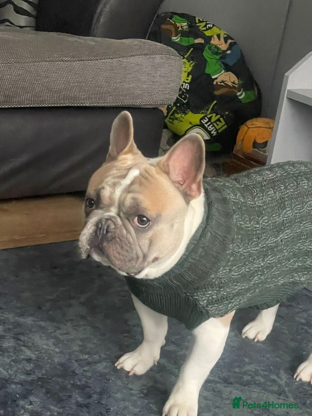 French Bulldog dogs for stud: Our beautiful boy Herbie - Advert 7