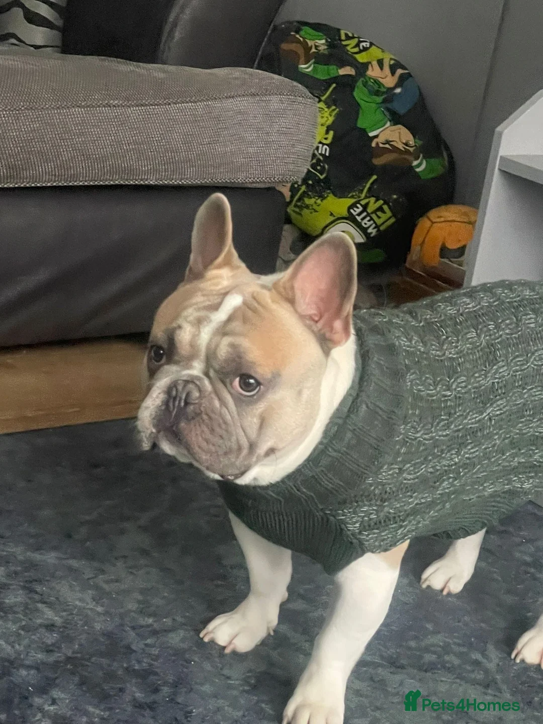 French Bulldog dogs for stud: Our beautiful boy Herbie - Advert 7