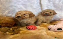 Cavapoo dogs for sale: Cavapoo mixed litter  - Image 11