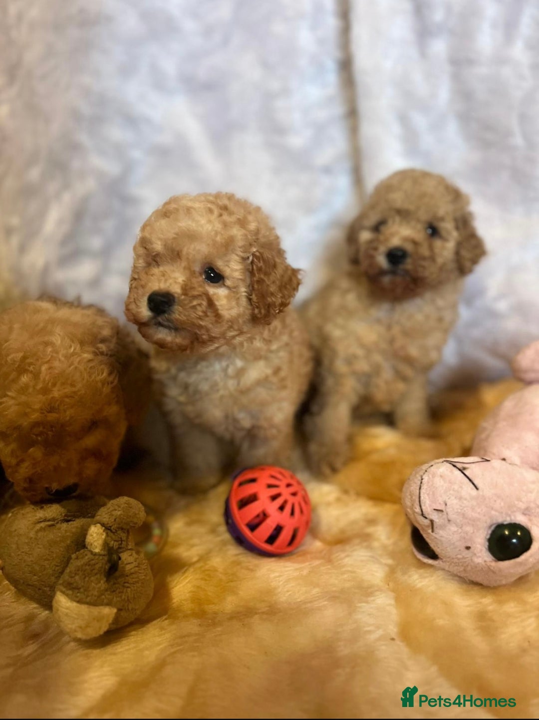 Cavapoo dogs for sale: Cavapoo mixed litter  - Image 11