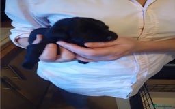 Labrador Retriever dogs for sale: Beautiful litter of labradors  - Image 9