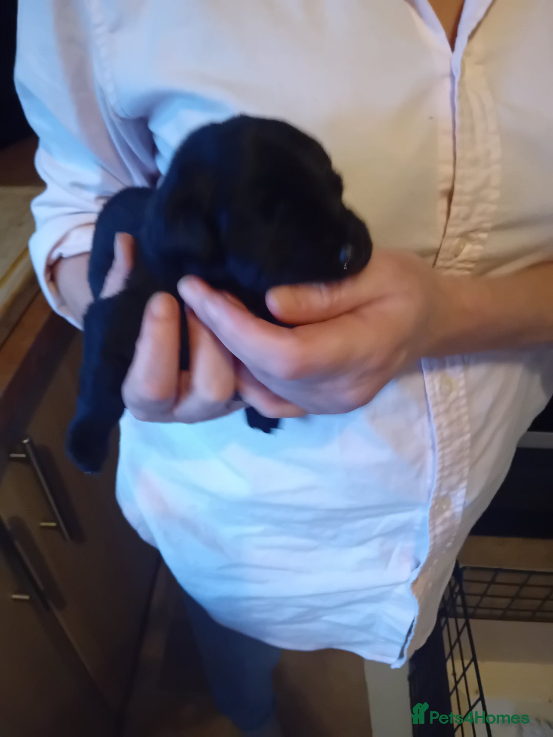 Labrador Retriever dogs for sale: Beautiful litter of labradors  - Image 9