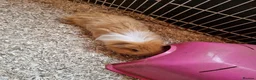 Guinea Pig rodents for sale: 2 male guinea pigs  - Advert 2