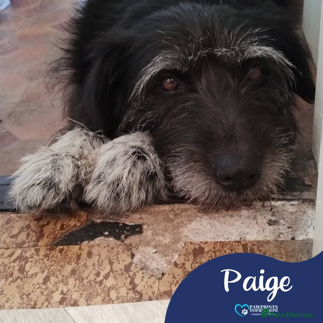Mixed Breed dogs Meet Paige, currently residing in West Midlands - Advert 1